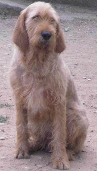 Domino de la combe de lamat